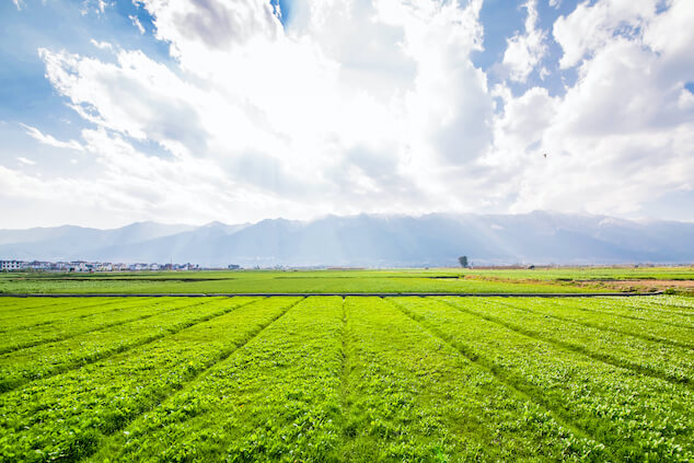 Campo esverdeado em dia ensolarado
